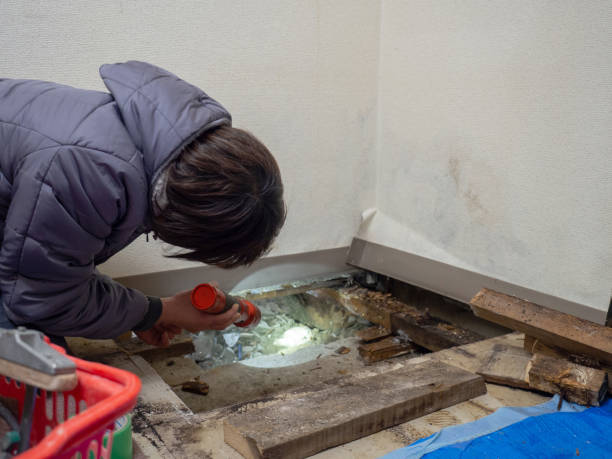 Best Mold Prevention Services  in Loyal, WI