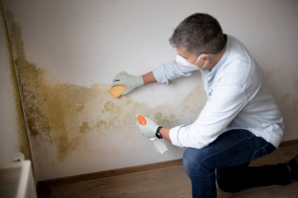 Best Environmental Consulting for Mold Prevention  in Loyal, WI