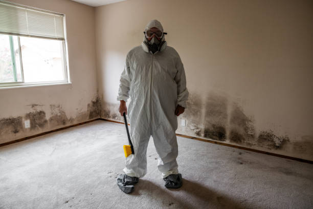 Best Attic Mold Removal  in Loyal, WI